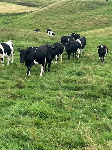Weaner/Heifer Grazing Available Carousel 1