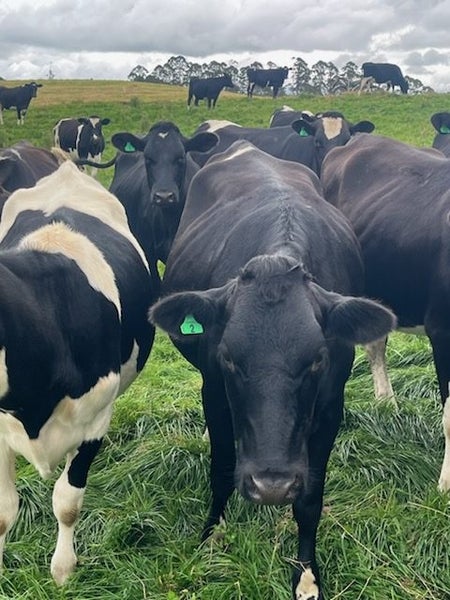 Weaner/Heifer Grazing Available Carousel 2