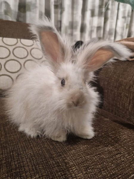 English Angora Carousel 1