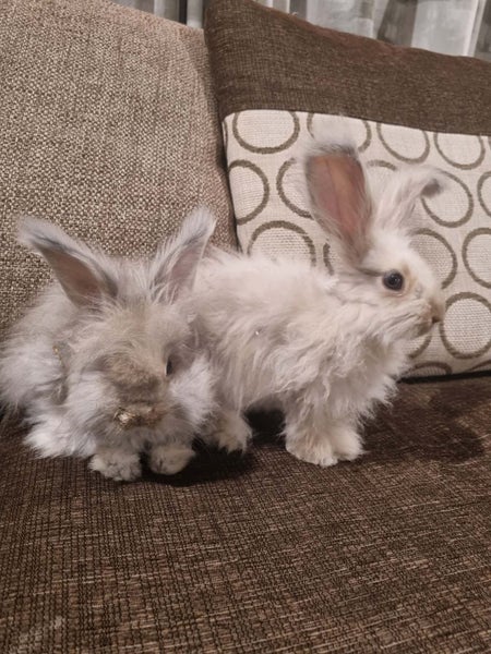 English Angora Carousel 2