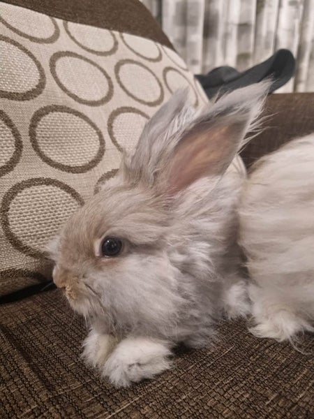 English Angora Carousel 3