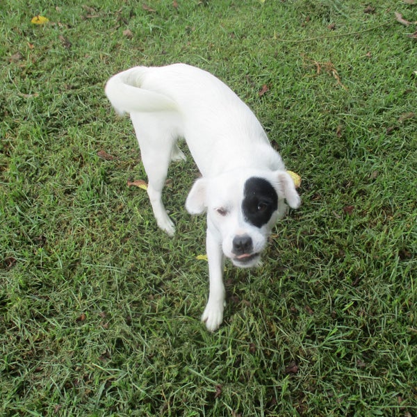HUMANE SOCIETY RESCUE DOG - IZZY the FOXIE/COLLIE X Carousel 2