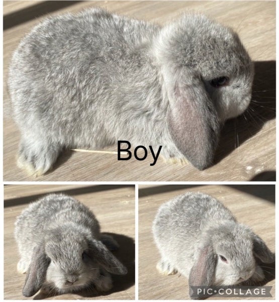 Purebred mini lop bunnies Carousel 4