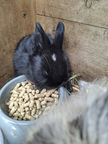 Mini lop x Angora Bunnies Carousel 2