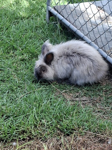 Mini lop x Angora Bunnies Carousel 1