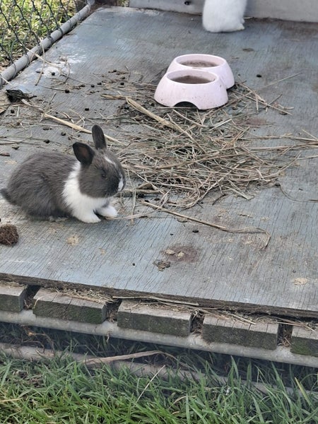 Mini lop x Angora Bunnies Carousel 6