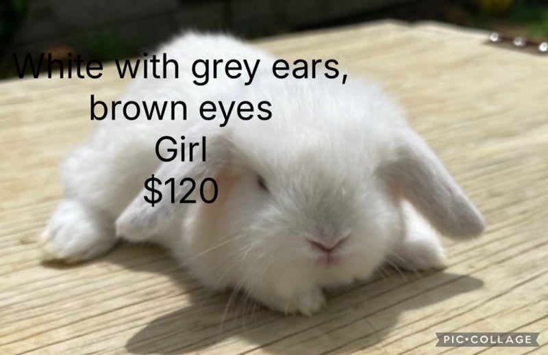 5x Adorable mini lop babies Carousel 1