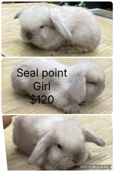 5x Adorable mini lop babies Carousel 2
