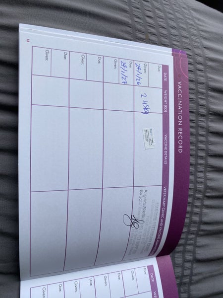 5x Adorable mini lop babies Carousel 7