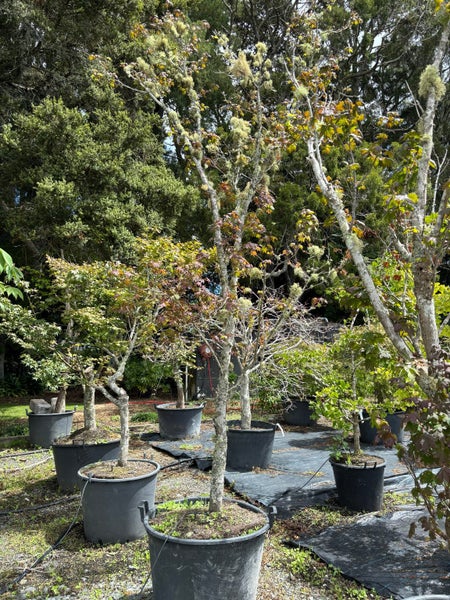 Japanese Maples - Mature Specimen Trees - Clearance Carousel 1