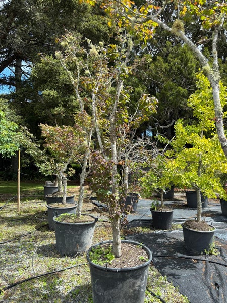 Japanese Maples - Mature Specimen Trees - Clearance Carousel 2