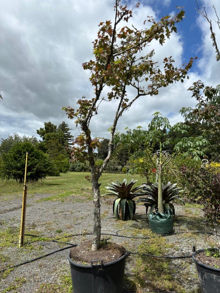 Japanese Maples - Mature Specimen Trees - Clearance Carousel 4