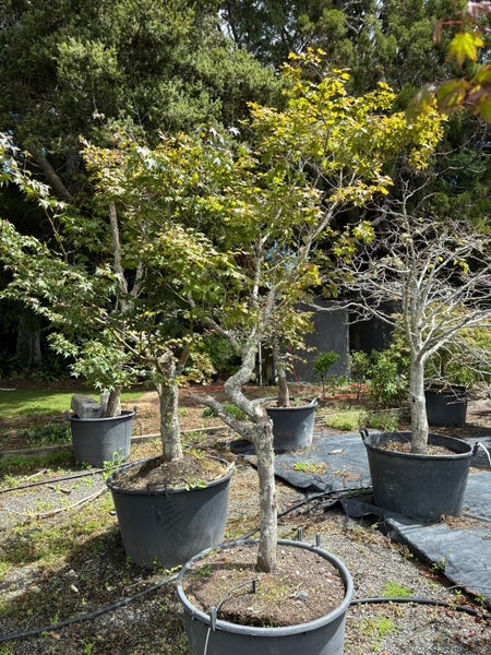 Japanese Maple (Acer palmatum) - Premium Mature Specimen - $190 Carousel 1
