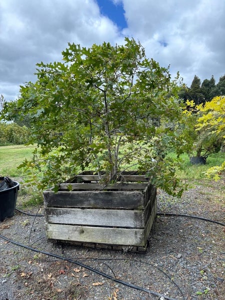 Stunning Oak Tree - Multi-Branched Specimen - Clearance Carousel 1