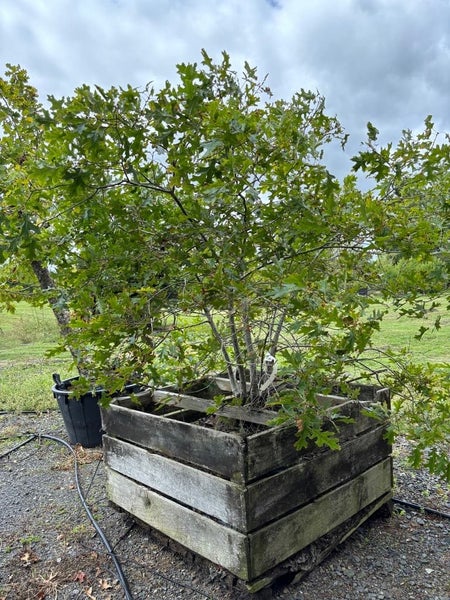 Stunning Oak Tree - Multi-Branched Specimen - Clearance Carousel 2