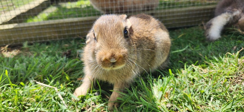 Baby Bunnies for Sale - Friendly, Brave, and Easy to Care For Carousel 2