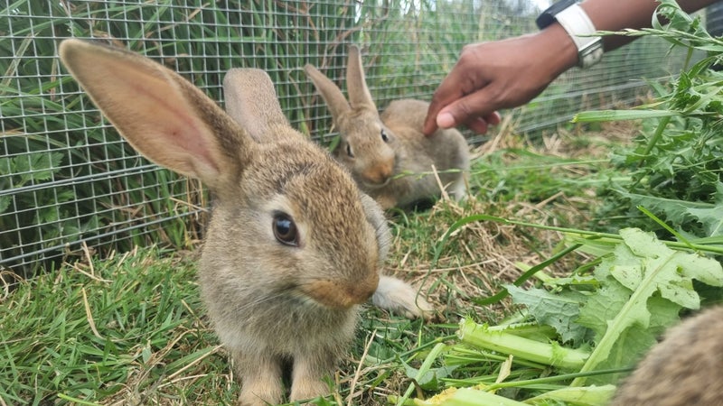 Baby Bunnies for Sale - Friendly, Brave, and Easy to Care For Carousel 6