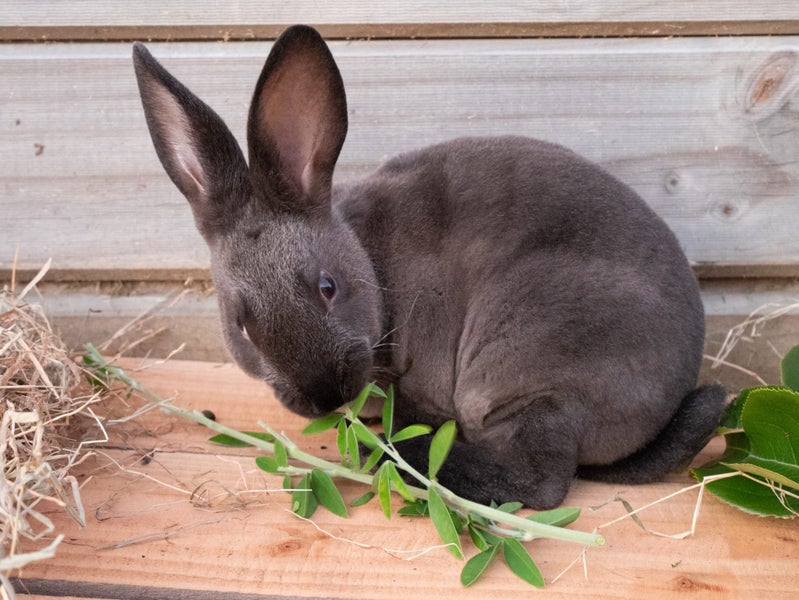Purebred Standard Rex Rabbits Carousel 1