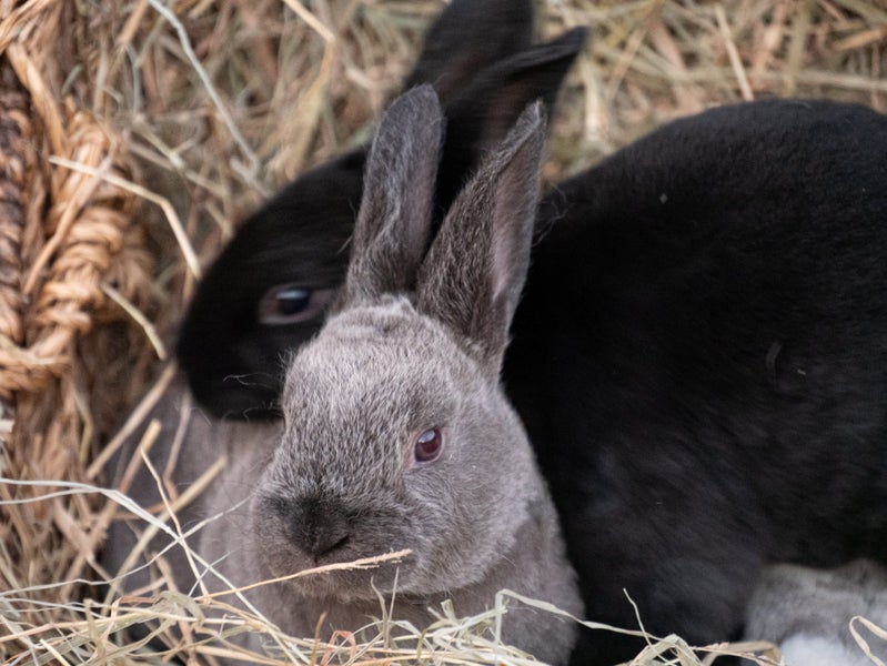 Purebred Standard Rex Rabbits Carousel 2