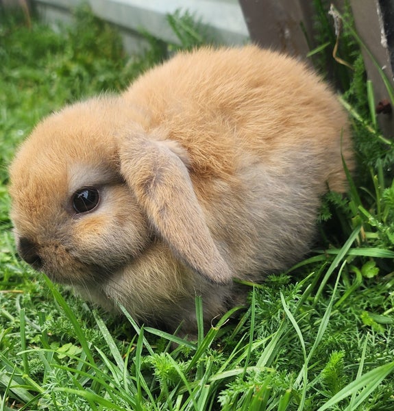 Pure minilops Carousel 1