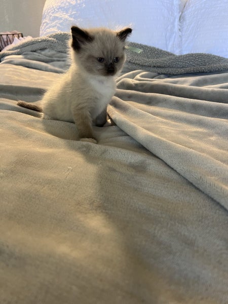 Purebred ragdoll kittens Carousel 1