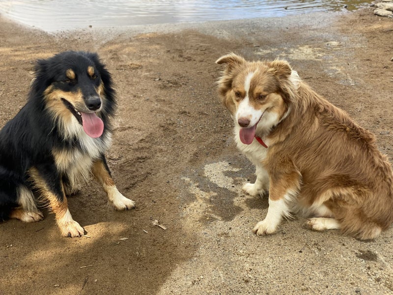 Gorgeous Border Collie Puppies Carousel 13