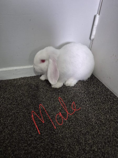 Mini lop Bunnies for sale Carousel 1