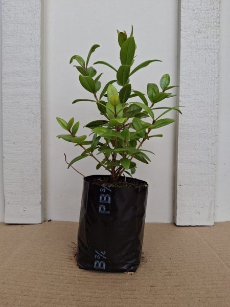 Pohutukawa Carousel 2