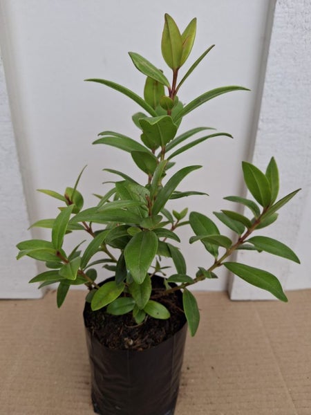 Pohutukawa Carousel 4