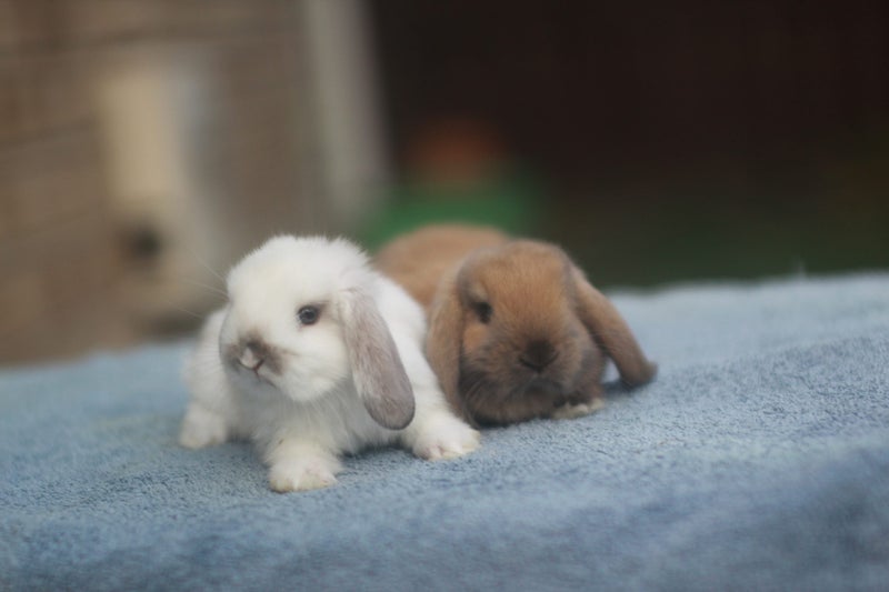 very cute Pure Bred mini Lops Carousel 1