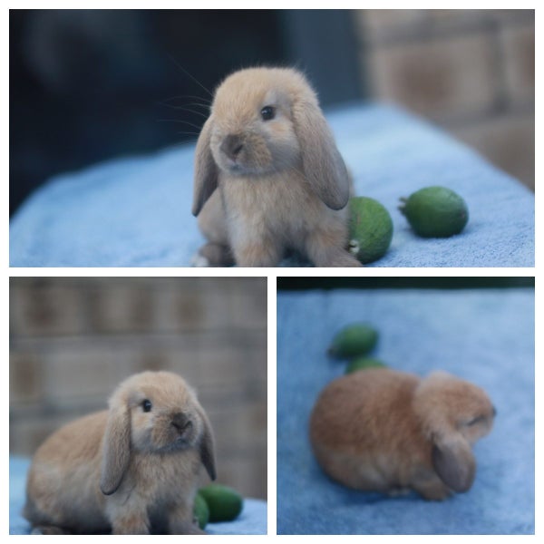 very cute Pure Bred mini Lops Carousel 2