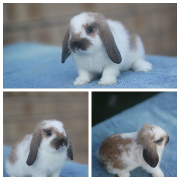 very cute Pure Bred mini Lops Carousel 7