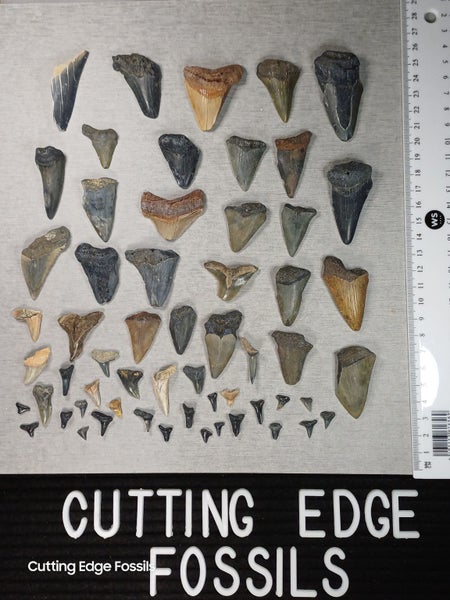 Fossil Shark Tooth Bulk - USA - $1 RES - Over 50 Teeth! Carousel 1