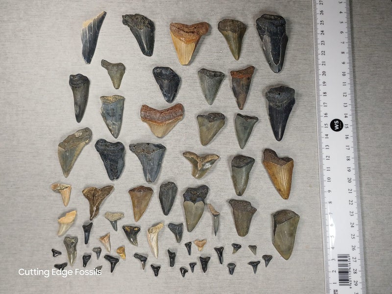 Fossil Shark Tooth Bulk - USA - $1 RES - Over 50 Teeth! Carousel 2
