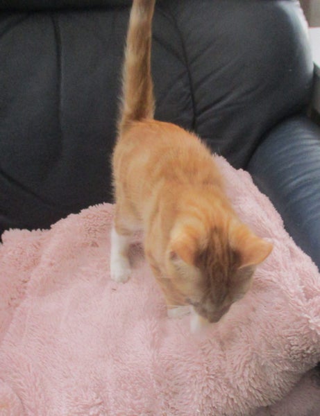 HUMANE SOCIETY CUPID the RESCUE KITTEN Carousel 2