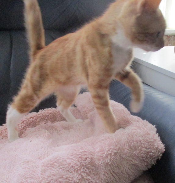 HUMANE SOCIETY CUPID the RESCUE KITTEN Carousel 1