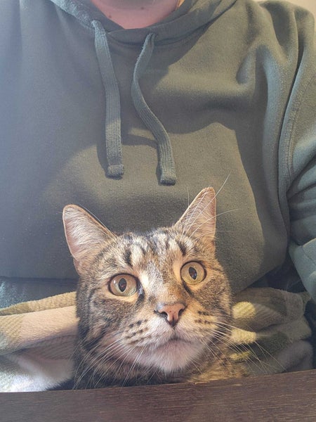 Urgently Need Loving Home/ Home for Two Special Cats Carousel 2