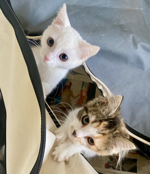 Delightful Sister Kittens - white and calico Carousel 1