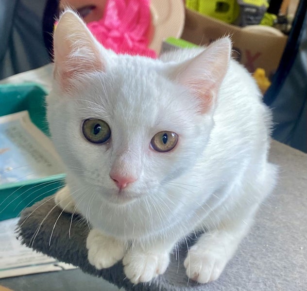 Delightful Sister Kittens - white and calico Carousel 2