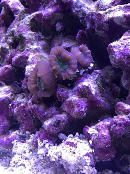 Full Compact Marine Aquarium System - USED ONE MONTH ONLY Carousel 14