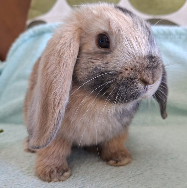 Lovely Mini Lop Bunnies Carousel 2