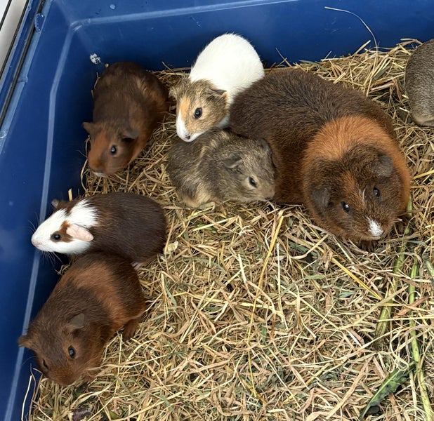 Guinea pig babies (2 male, 5 female) Carousel 2