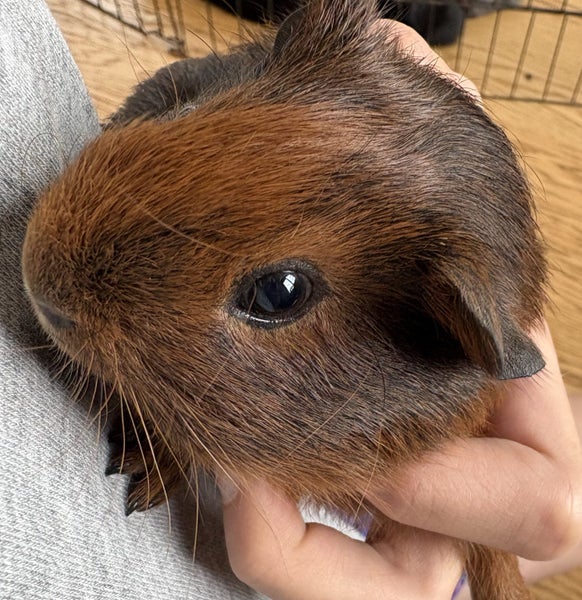 Guinea pig babies (2 male, 5 female) Carousel 1
