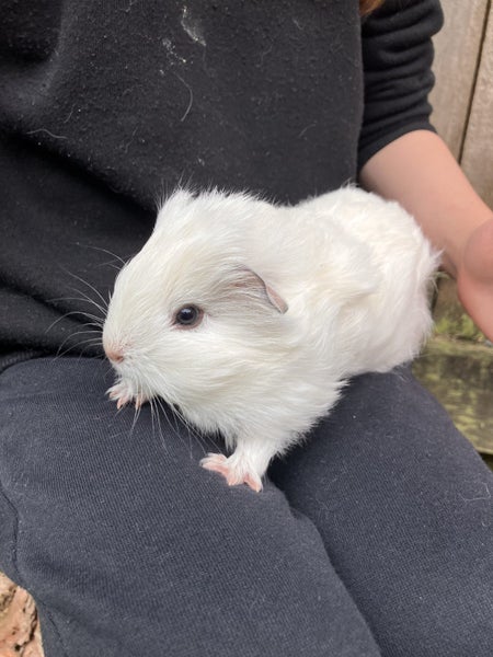 Baby Guinea Pig (Male) Carousel 2