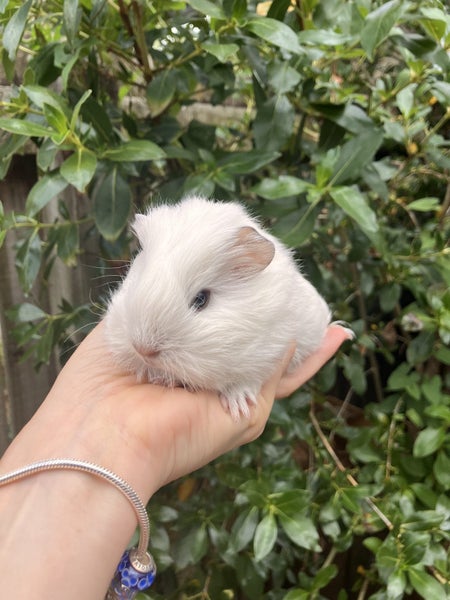 Baby Guinea Pig (Male) Carousel 1