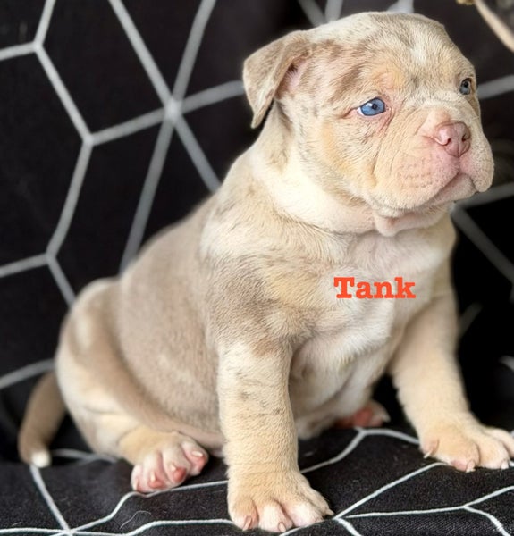 American bully (pocket) Carousel 2