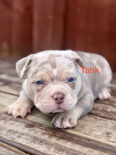 American bully (pocket) Carousel 1