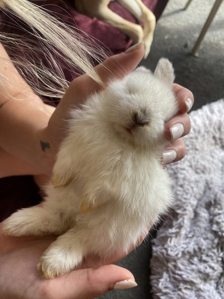 Mini Lop Fawn Rabbit needing a new home Carousel 2