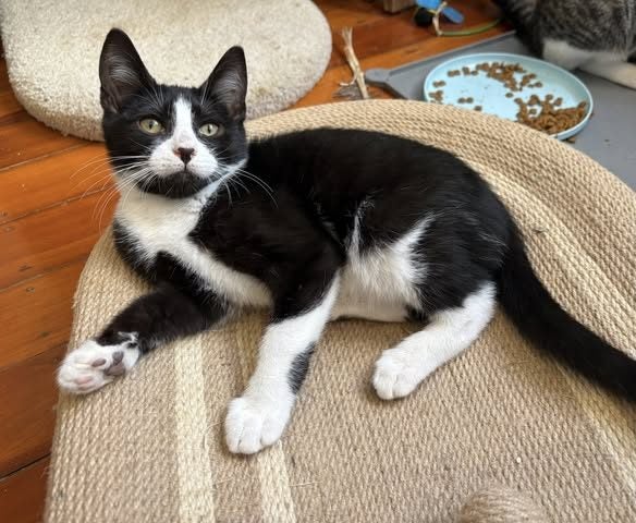 rescue teen cat Zak Carousel 1