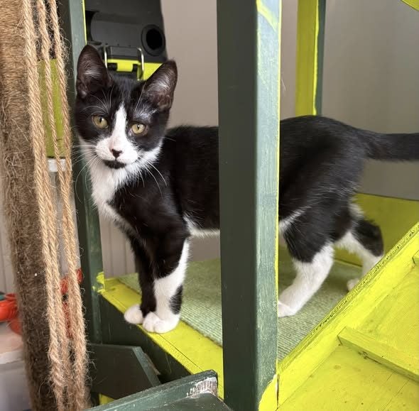 rescue teen cat Zak Carousel 2